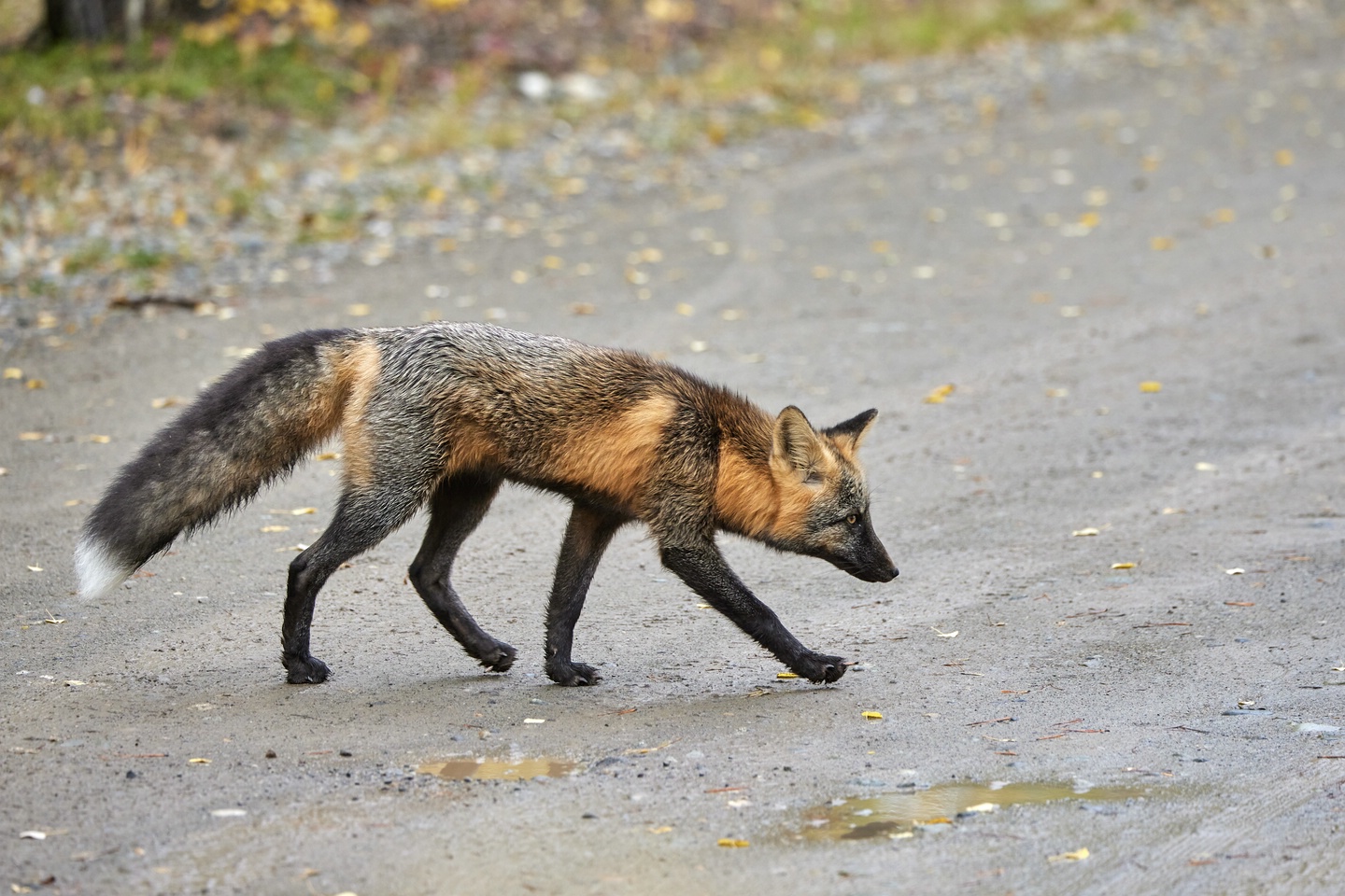 Cross Fox
